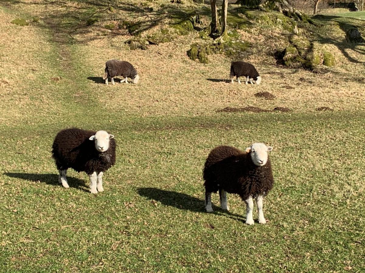 Ivythwaite Lodge Guest House วินเดอร์เมียร์ ภายนอก รูปภาพ